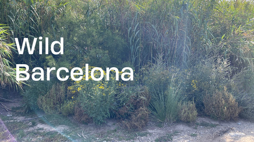 Wild Barcelona